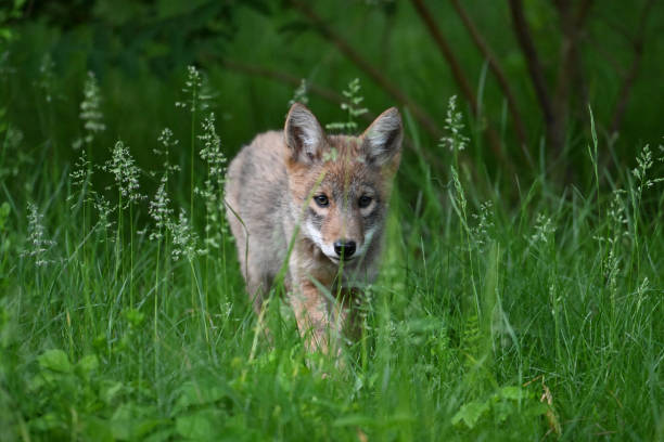 istock Urban Wildlife cute Coyote pups 2156562785