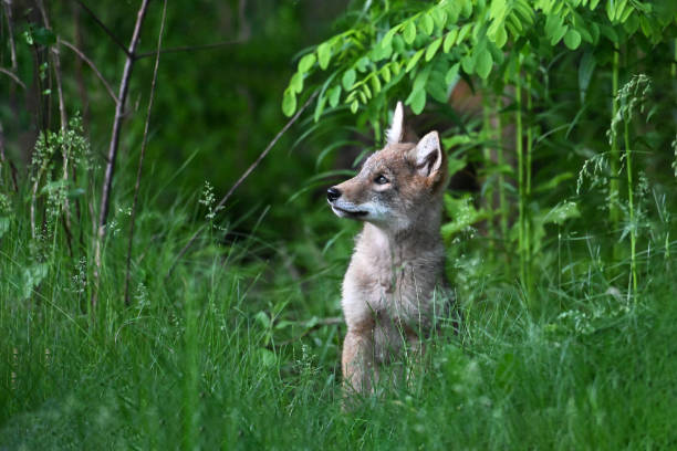 istock Urban Wildlife cute Coyote pups 2156562801