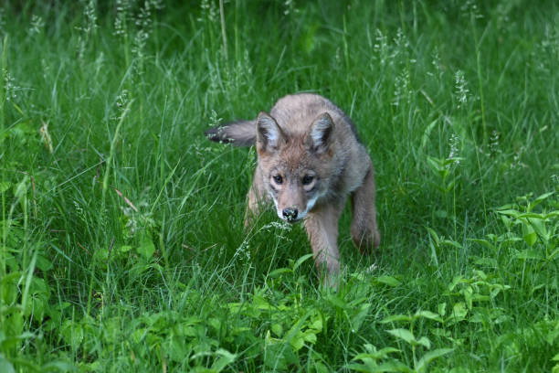 istock Urban Wildlife cute Coyote pups 2156562816
