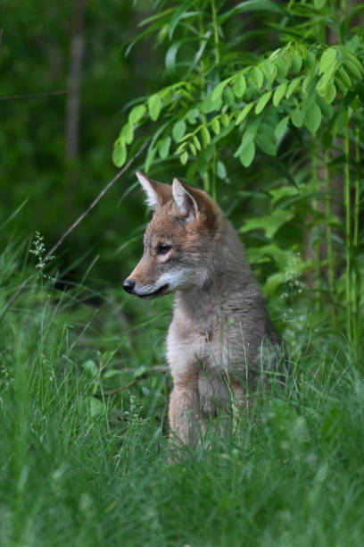 istock Urban Wildlife cute Coyote pups 2156562848