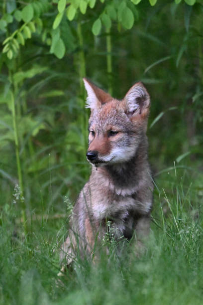 istock Urban Wildlife cute Coyote pups 2156562865