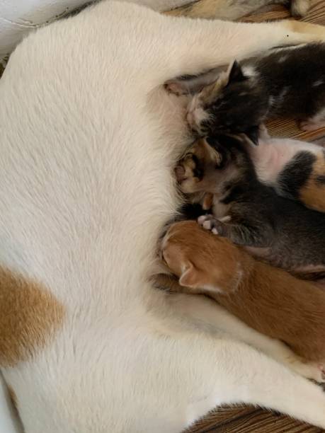 istock A mother cat milking it four kittens in Bogor, Indonesia 2156563552