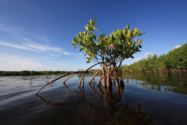 istock Young Mangrove trees in Card Sound, Florida. 2156566280