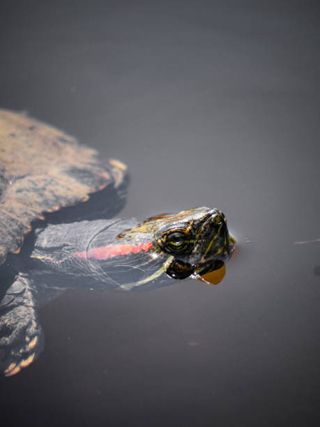 istock Side Profile of Red-Eared Slider Turtle 2156566775
