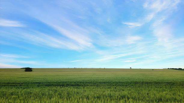 istock Minimalist summer background with yellow and green plain and the horizont line 2156569351