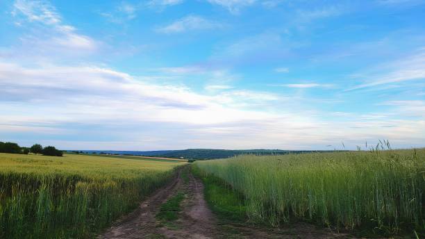 istock Country road on a plain in the summer 2156569402