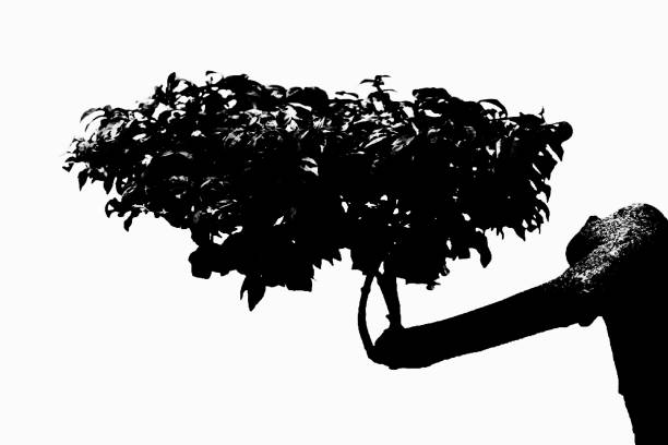 black plant or tree isolated white background. illustration