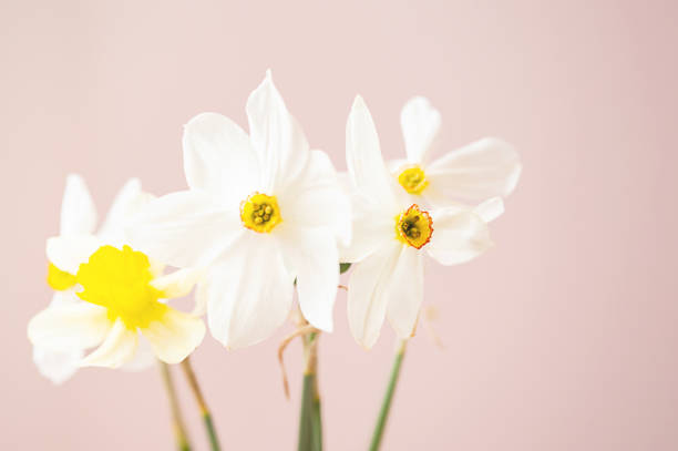 Gentle blossom Narcissus flower bouquet.