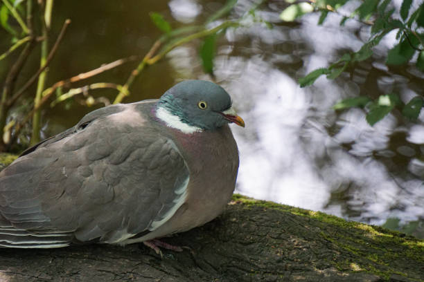 istock A close-up of a common pigeon 2156574001