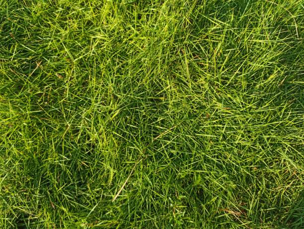 Grass Fresh green grass in the morning. Step on the surface. Grass can calm and nourish the nerves. comerica park photos stock pictures, royalty-free photos & images