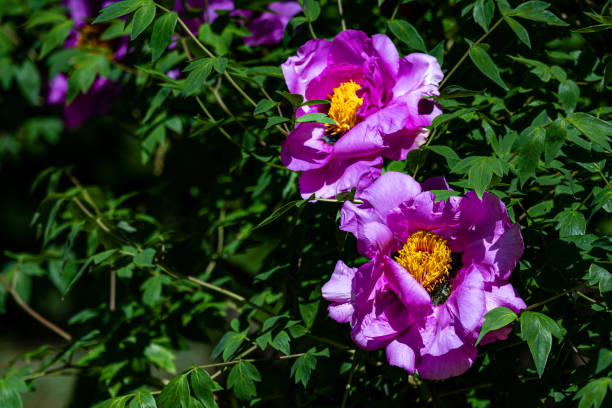 istock Peony flowers blooming in early summer 2156579148
