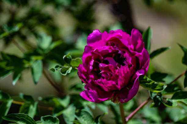Peony in flowering season. Garden plant.