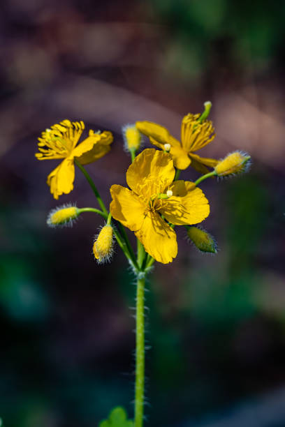 istock Blooming Celandine in the woods 2156581459