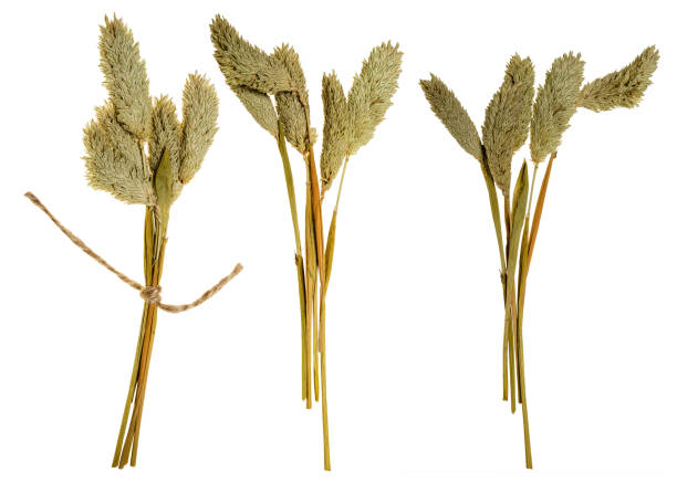 istock Three dried up plants are tied together 2156583547