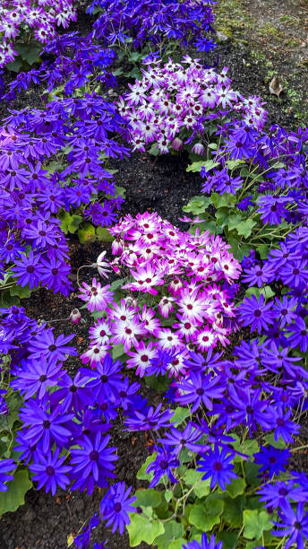 Beautiful bright colored purple Cineraria blossoms