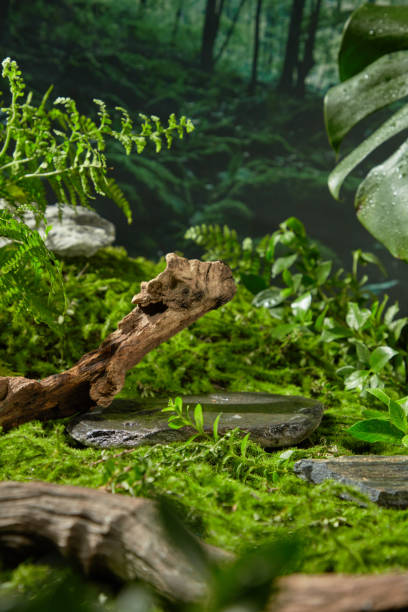 Nature concept photo from front angle shot over forest scene, an empty natural rock featured in center with a dry tree branch leaning on. Space for product presentation with many plants decoration
