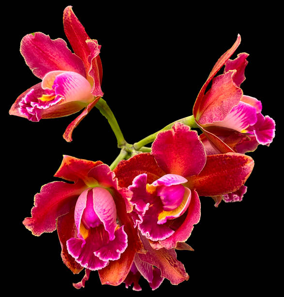 Cattleya Red with Pink Center