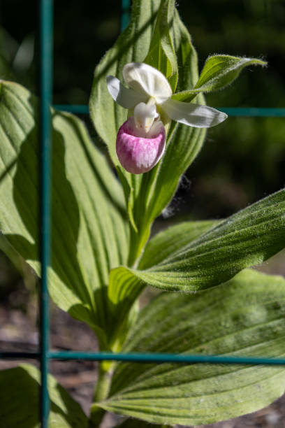 istock Showy lady’s slipper flower in bloom 2156588600