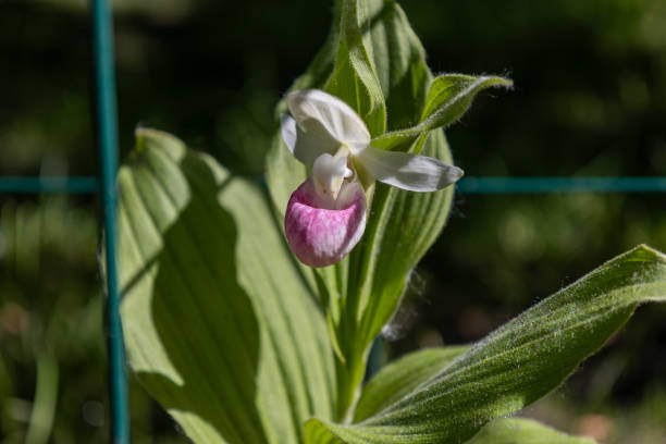 istock Showy lady’s slipper flower in bloom 2156588601