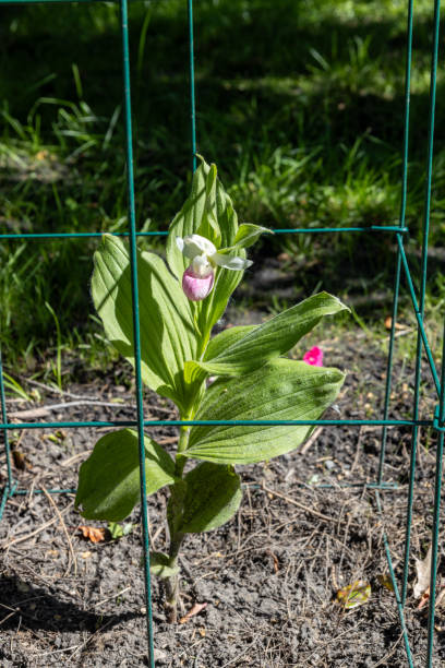 Showy lady’s slipper flower in bloom