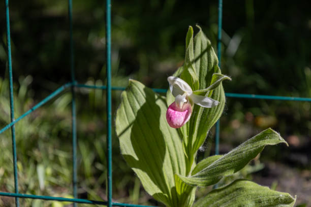 Showy lady’s slipper flower in bloom