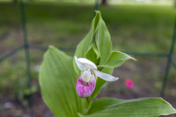 istock Showy lady’s slipper flower in bloom 2156588605