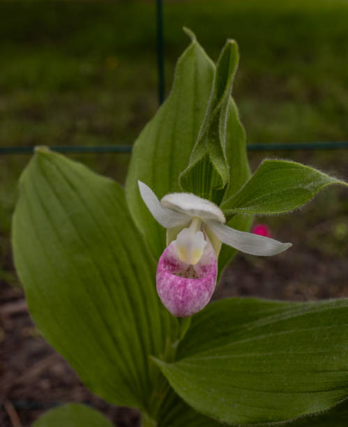 istock Showy lady’s slipper flower in bloom 2156588608