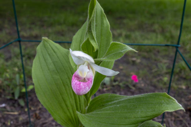 istock Showy lady’s slipper flower in bloom 2156588609