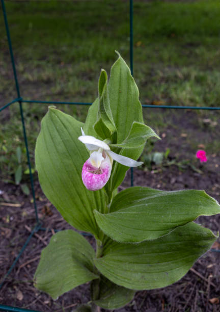 istock Showy lady’s slipper flower in bloom 2156588610