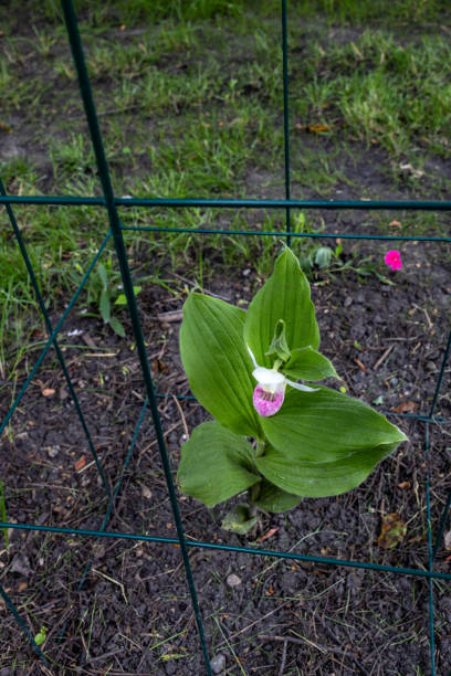 istock Showy lady’s slipper flower in bloom 2156588614