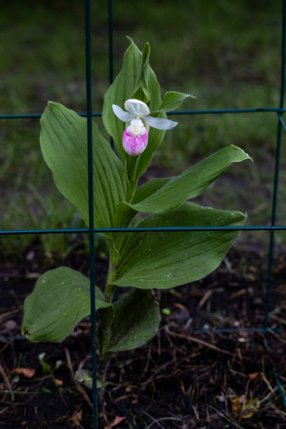 istock Showy lady’s slipper flower in bloom 2156588619