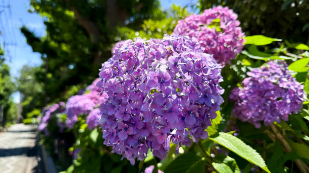 istock The beautiful hydrangeas in the garden 2156588783