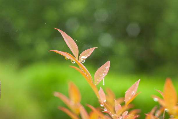 Lofty Fig tree with water drop on leaf in the rain season. (Ficus altissima Blume.)