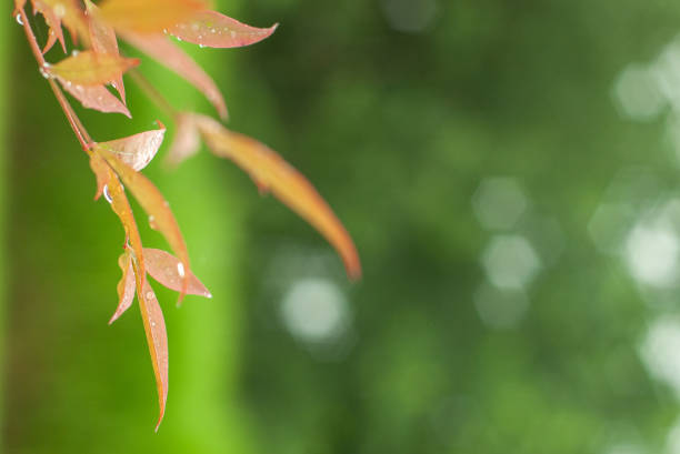 the Dew on Plants Nature's Morning Touch