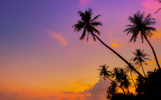 istock Banner Summer with colorful theme as palm trees background as texture frame background 2156591122