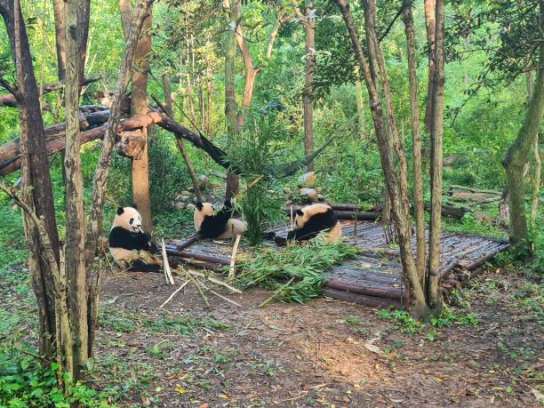 istock giant panda bear eating bamboo sitting on a tree trunk in Chengdu china 2156591377