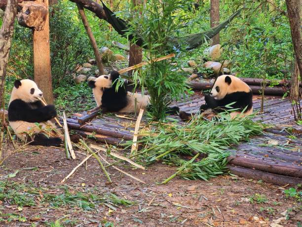 istock giant panda bear eating bamboo sitting on a tree trunk in Chengdu china 2156591423