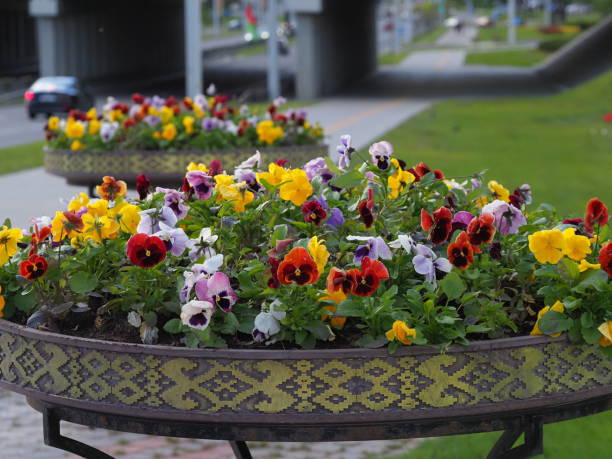 istock blooming pansies in a flowerbed 2156595667