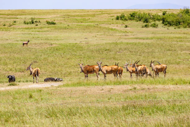 Group of Eland antelope on the savanna