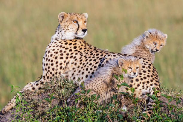 istock Cheetah female with cubs on savanna lying and looking at something 2156602761