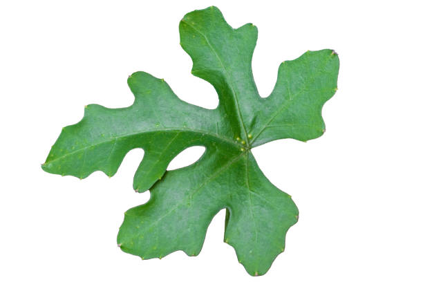 istock Green leaves on a white background Easy to apply 2156603255