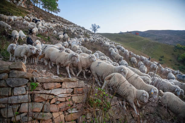 istock Evening distillation of the herd. Herd of sheep. 2156604197