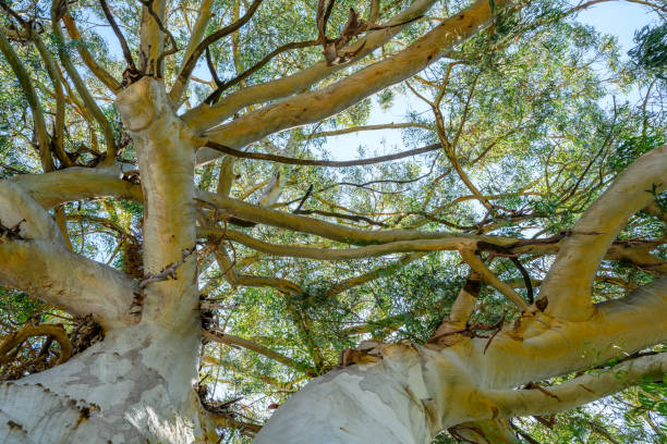 istock Eucalyptus trees on the waterfront in Sukhumi. 2156606144