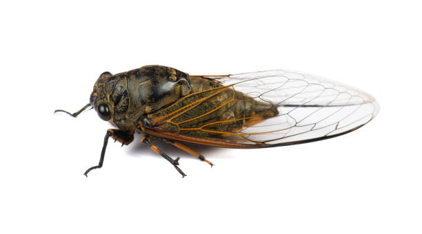 istock angle view black and gold cicadas on a white background 2156606434