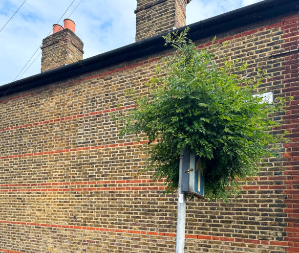 One way street signs with a plant growing out of it