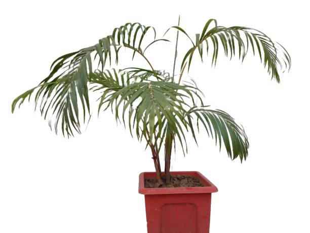 istock Beautiful Palm tree Indoor Plant in a Pot 2156608585