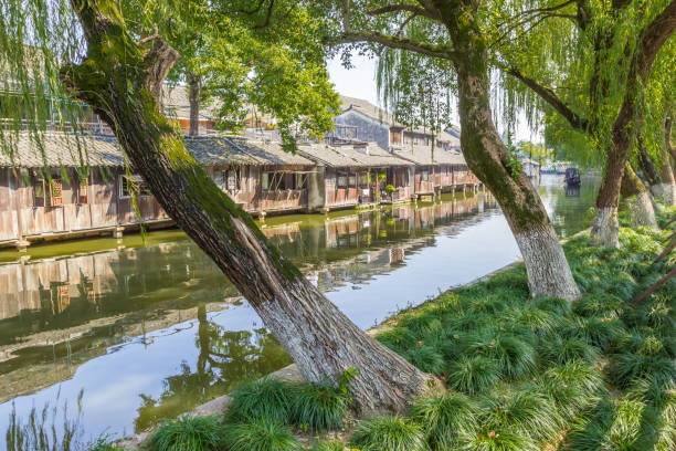 istock Old trees standing at the Dongshi river in Wuzhen 2156609131