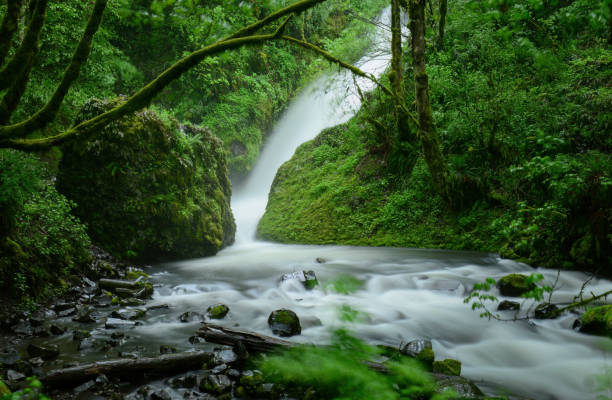 Moss covered tree branches framing waterfalls at Columbia River Gorge. Oregon. USA.