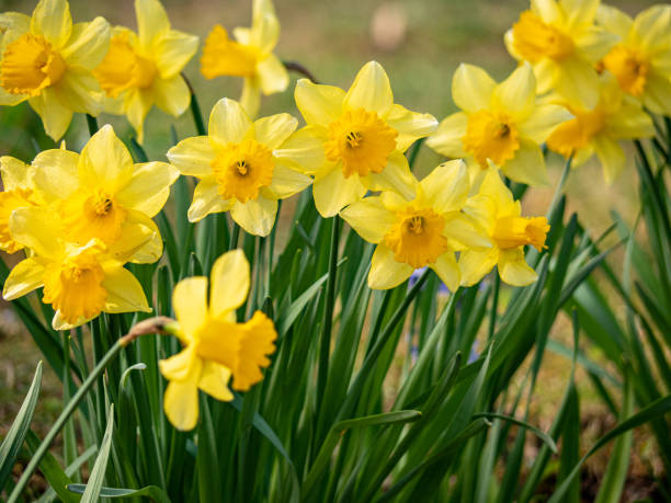 istock yellow daffodil flowers close up low angle 2156610148