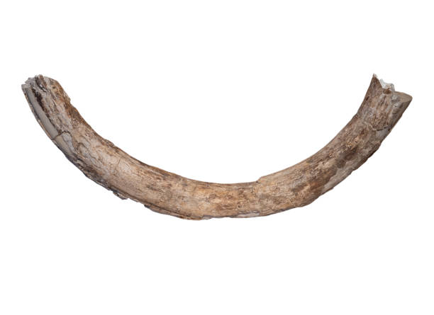 fossil of  tusk mammoth   on white, isolated